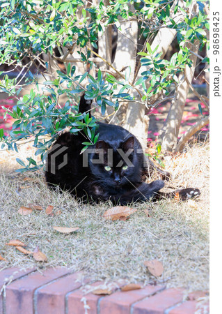 ふれあい公園ウォーキングコースに居る野良猫 98698425
