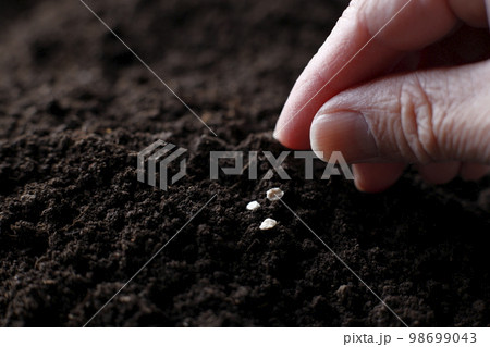 種苗　種　農業 98699043