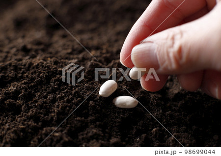 種苗　種　農業 98699044