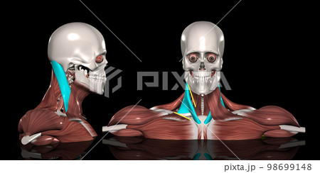 人体の頚部筋肉（胸鎖乳突筋） 98699148