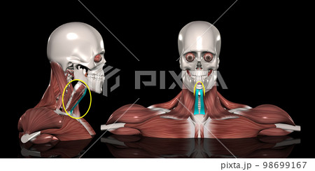 人体の頚部筋肉（胸骨舌骨筋） 98699167