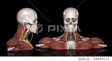 人体の頚部筋肉（胸骨甲状筋） 98699173