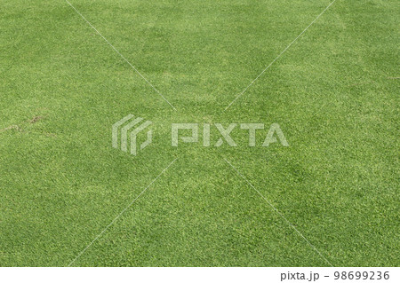 natural green lawn texture background natural green lawn texture background 98699236