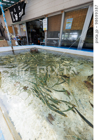 食堂前の生け簀に入ったいわし（青森県平内町） 98699387