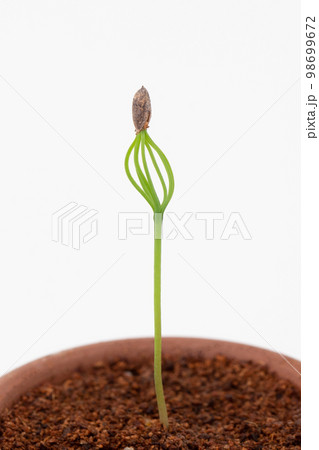 種から育てるマツの盆栽 発芽(種まきから17日目) 種から育てるマツの盆栽 発芽(種まきから17日目) 98699672