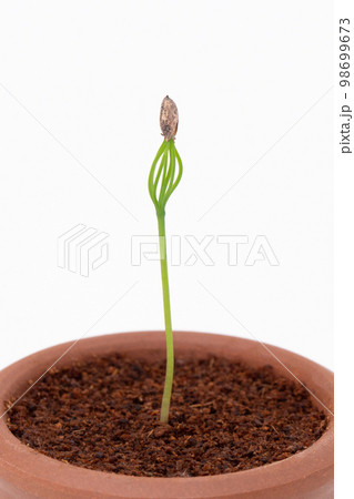 種から育てるマツの盆栽 発芽(種まきから17日目) 種から育てるマツの盆栽 発芽(種まきから17日目) 98699673