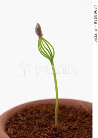 種から育てるマツの盆栽 発芽(種まきから17日目) 種から育てるマツの盆栽 発芽(種まきから17日目) 98699677