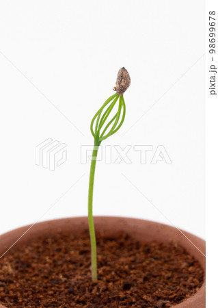 種から育てるマツの盆栽 発芽(種まきから17日目) 種から育てるマツの盆栽 発芽(種まきから17日目) 98699678