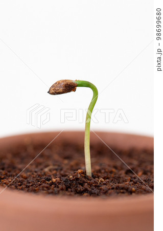 種から育てるマツの盆栽　発芽（種まきから14日目） 98699680