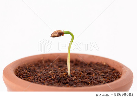 種から育てるマツの盆栽　発芽（種まきから14日目） 98699683