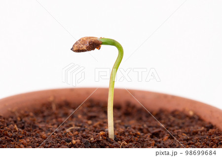 種から育てるマツの盆栽 発芽(種まきから14日目) 種から育てるマツの盆栽 発芽(種まきから14日目) 98699684