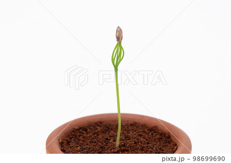 種から育てるマツの盆栽 発芽(種まきから17日目) 種から育てるマツの盆栽 発芽(種まきから17日目) 98699690