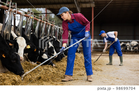 Male and female farm workers feed cows 98699704