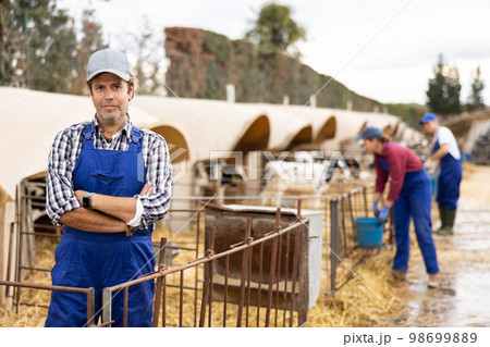 Adult male farmer giving water to calves on farm 98699889
