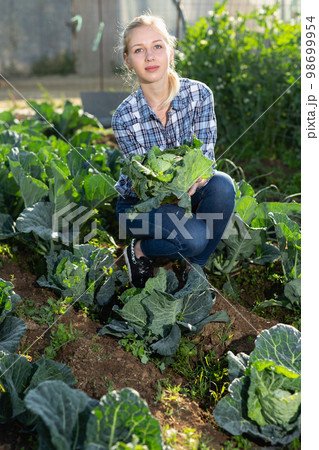 Woman harvesting cabbage 98699954