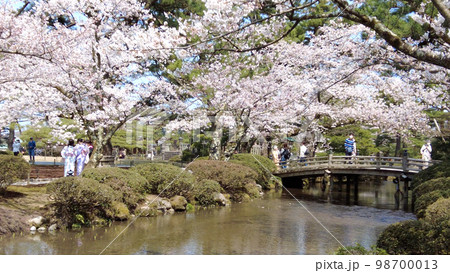 金沢兼六園の桜と小川 98700013