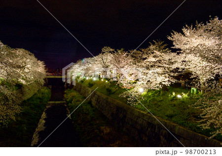 山崎川桜ライトアップ 98700213