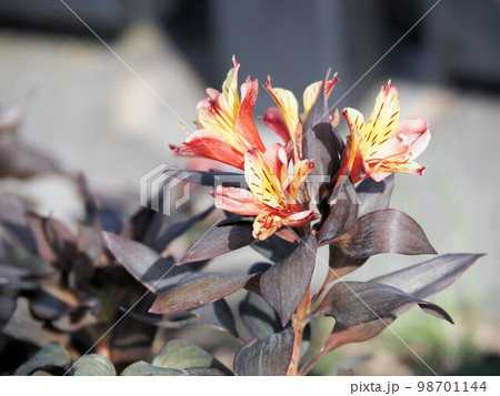 インデアンサマーという品種のアルストロメリア 98701144