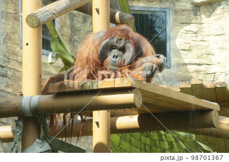 けだるい午後に退屈気なオランウータン 98701367