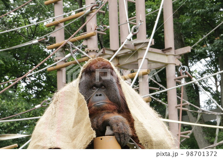 けだるい午後に退屈気なオランウータン 98701372