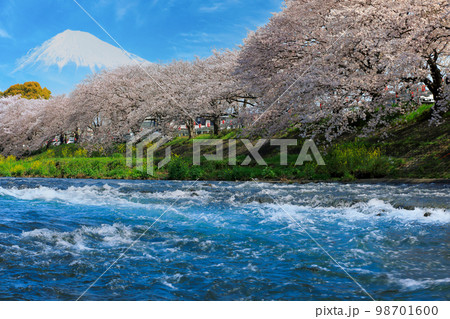 桜の名所富士市龍巌渕から満開桜と富士山を望む 98701600