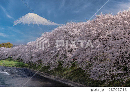 桜の名所富士市龍巌渕から満開桜と富士山を望む 98701718