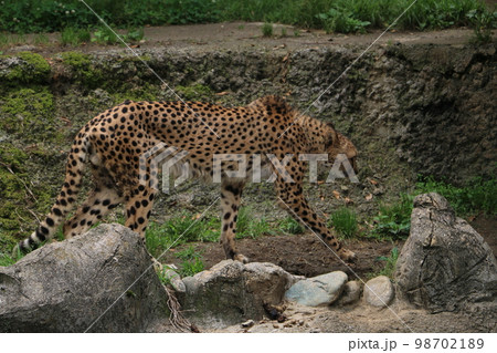 最速の猛獣チーター 98702189