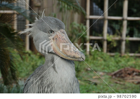 大きなくちばし鋭い目つきのハシビロコウ 98702590