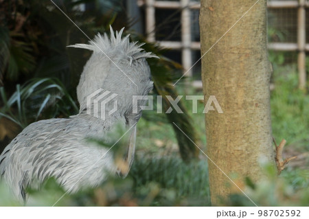 大きなくちばし鋭い目つきのハシビロコウ 98702592