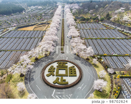 4月静岡・駿東郡小山町　冨士霊園の桜 98702624