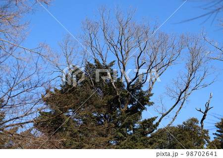 ナラ枯れ被害にあい、放置状態にならざるをえない樹木 98702641