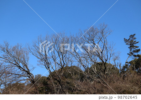 ナラ枯れ被害にあい、放置状態にならざるをえない樹木 98702645