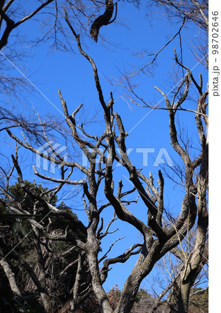ナラ枯れ被害にあい、放置状態にならざるをえない樹木 ナラ枯れ被害にあい、放置状態にならざるをえない樹木 98702646