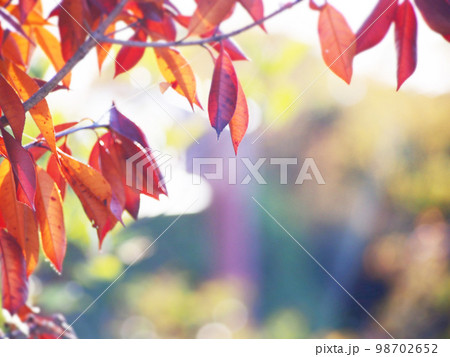 乾燥した冬の樹木 冬の風景 乾燥した冬の樹木 冬の風景 98702652