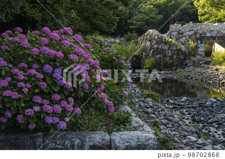 紫陽花咲く初夏風景-111 98702868
