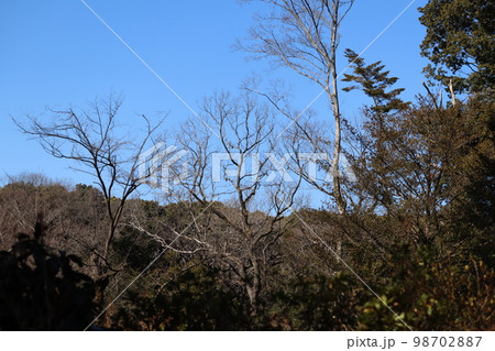 ナラ枯れ被害にあい、放置状態にならざるをえない樹木 98702887