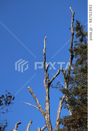 ナラ枯れ被害にあい、放置状態にならざるをえない樹木 ナラ枯れ被害にあい、放置状態にならざるをえない樹木 98702892