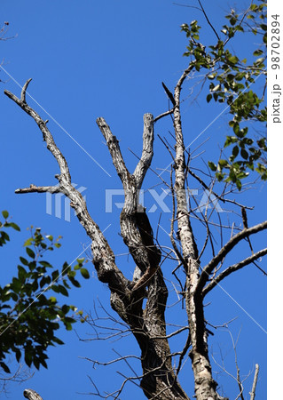 ナラ枯れ被害にあい、放置状態にならざるをえない樹木 98702894