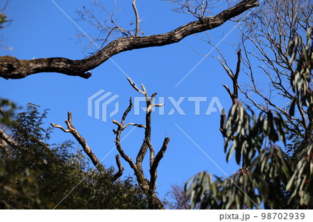 ナラ枯れ被害にあい、放置状態にならざるをえない樹木 ナラ枯れ被害にあい、放置状態にならざるをえない樹木 98702939