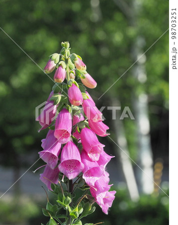 ジギタリスの花 98703251