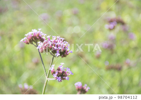 Defocused flowers for background. Defocused flowers for background. 98704112