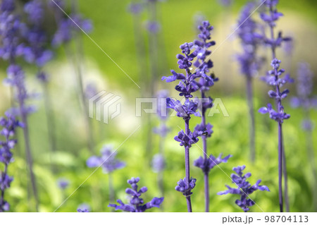 lavender flower background 98704113