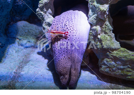 ニセゴイシウツボとアカシマシラヒゲエビ（登別マリンパークニクス） 98704190