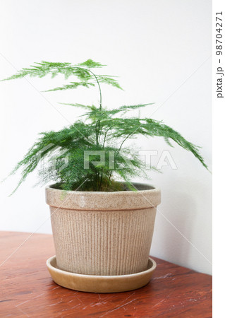 Plant pot decorated in coffee shop Plant pot decorated in coffee shop 98704271