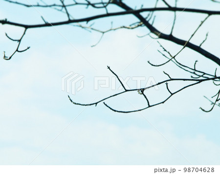 冬の枯れた枝　冬のイメージ 98704628