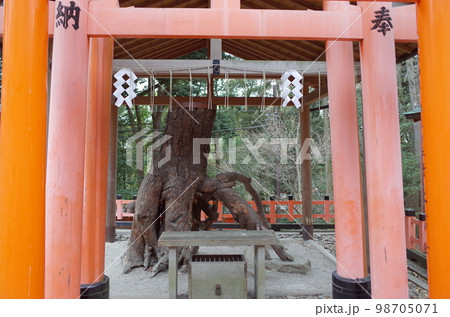 根上りの松の風景_伏見稲荷大社 根上りの松の風景_伏見稲荷大社 98705071