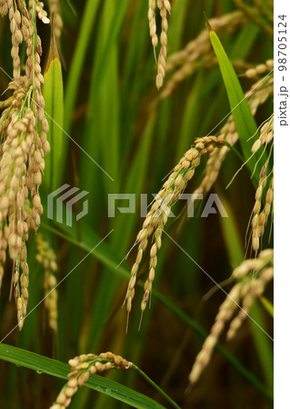 稲刈り間近の稲穂 稲刈り間近の稲穂 98705124