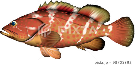 キジハタ　イラスト　ベクターEPS／png 98705392