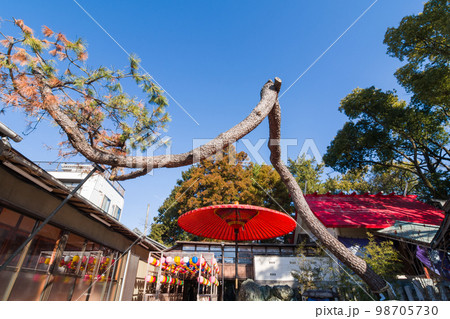 別小江神社の龍神池の松と赤い和傘・名古屋市 98705730