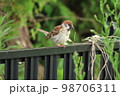 お庭に来た雀 98706311